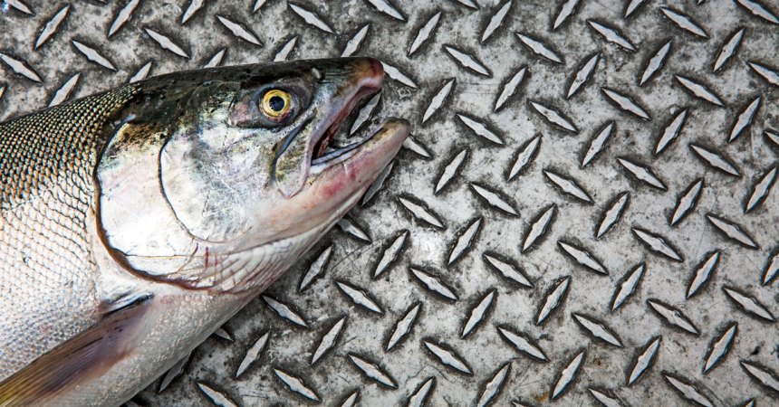 The Bite: Salmon Fishing the Columbia River
