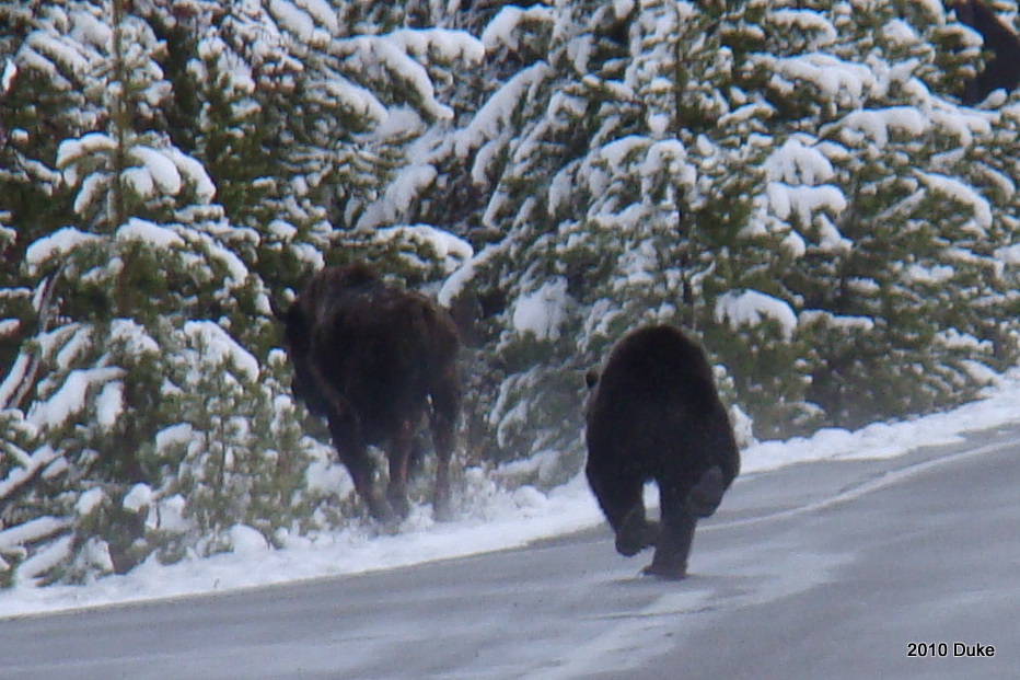 Bear vs Bison: A Yellowstone Rundown