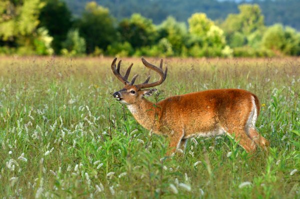The 10 Keys to Successful Deer Management