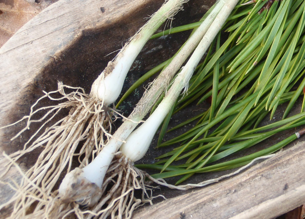 Survival Skills: 3 Wild Roots For Winter Foraging