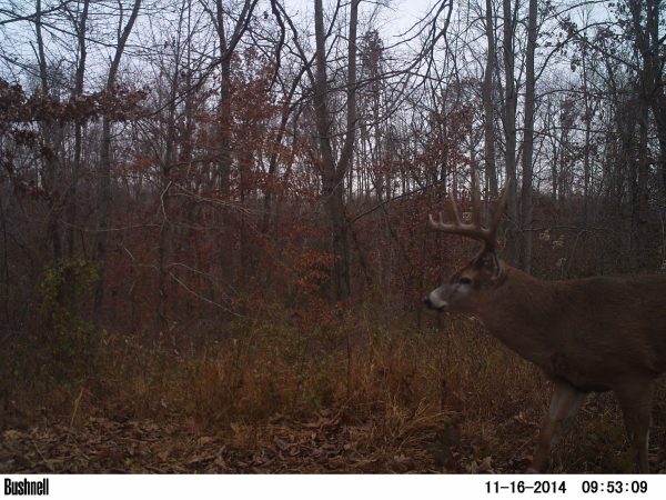 How Last Year’s Trail Camera Photos Can Help You Kill a Buck This Year