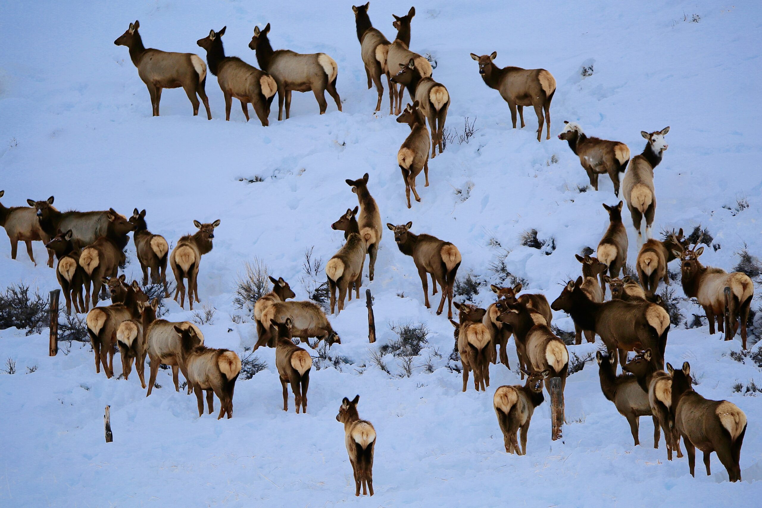 winter elk herd