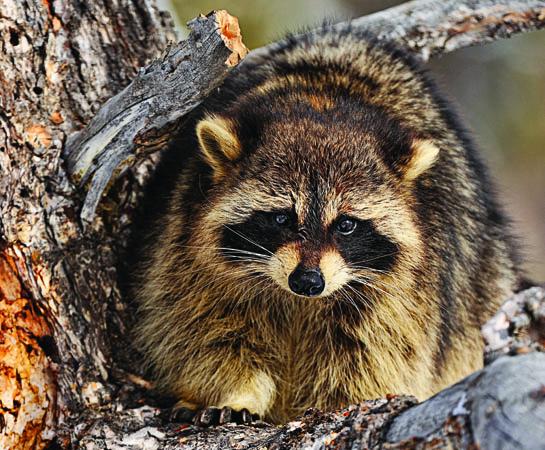 4 Ways to Call in More Raccoons