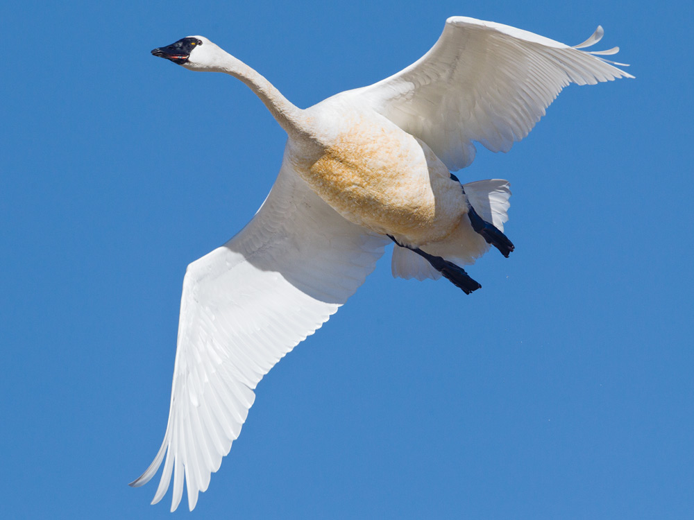Tunda swan takes to the air