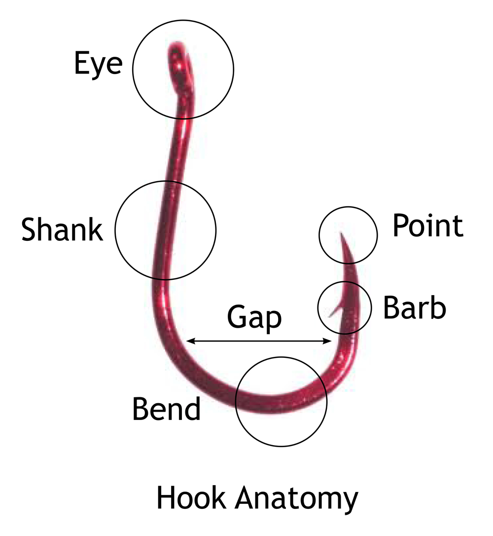 hook anatomy