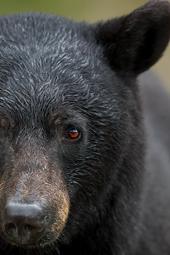 Bear Boom: How to Take Advantage of Growing Black Bear Populations