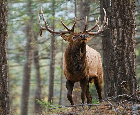 Late-Season Elk Hunting: How to Save Your Season Right Now