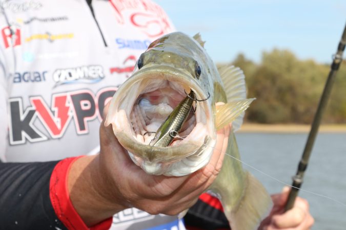Catch Fall Bass By Looking Shallow – Really Shallow