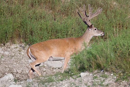 Whitetail Deer: Antler Velvet Peeling This Week