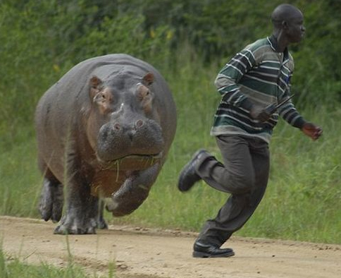 PHOTOS: Hippo Chases Man!