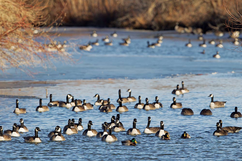 canada geese and mallards on a river