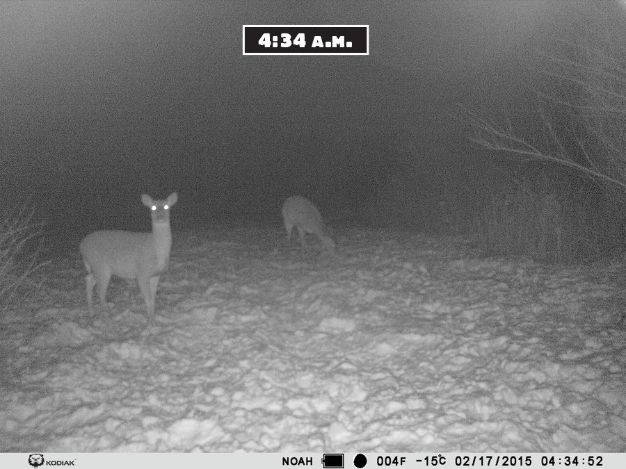 trail camera test