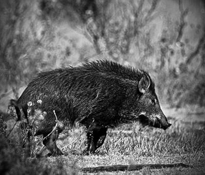 Hog Hunting Tips: How to Hunt Wild Pigs at Night