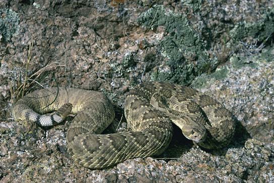 httpswww.outdoorlife.comsitesoutdoorlife.comfilesimport2014importImage2010photo3001025.mojave_rattlesnake.jpg