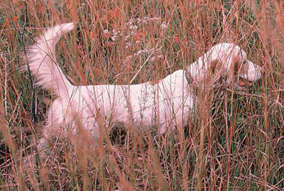 httpswww.outdoorlife.comsitesoutdoorlife.comfilesimport2014importImage2008legacyoutdoorlifedog_EnglishSetter.jpg