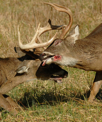 Anatomy of a Buck Brawl: We Analyze a 50-Minute Fight Between Two Rutting Whitetails