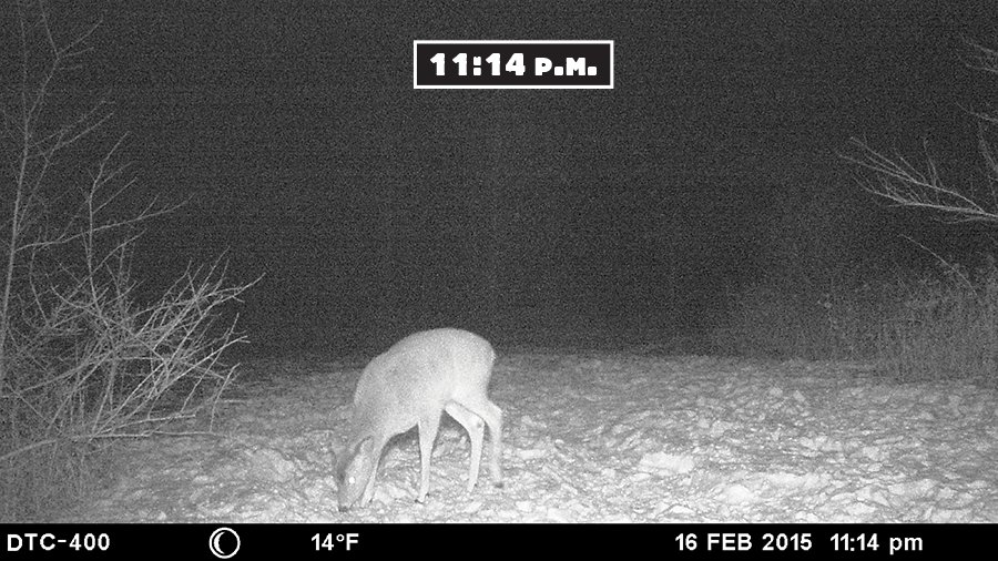 trail cam test