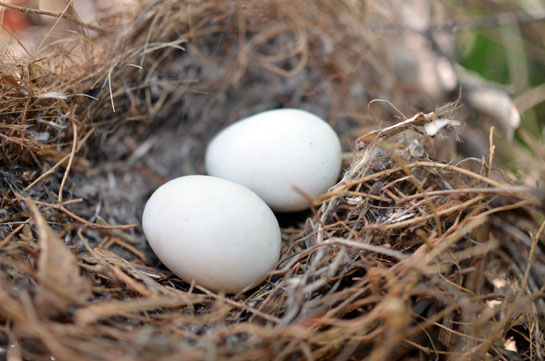 Survival Skills: How Get Emergency Food From Wild Eggs