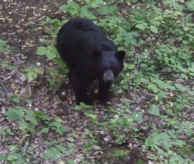 First Bear: An Ontario Black Bear Bowhunt