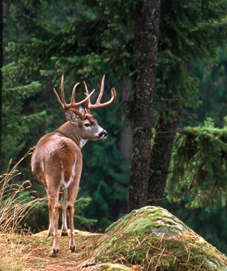 Deer Hunting: America’s 6 Toughest Whitetail Bucks