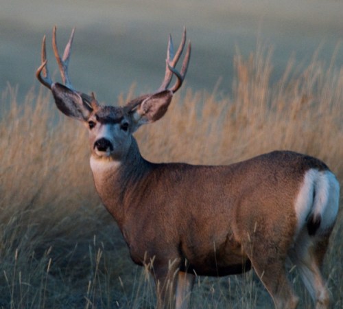 Montana Deer Season 2012: Hunting Forecast