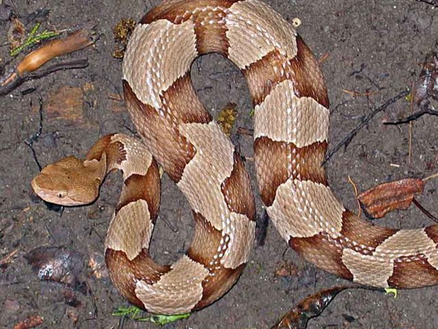 httpswww.outdoorlife.comsitesoutdoorlife.comfilesimport2014importImage2010photo3001014.copperhead.jpg