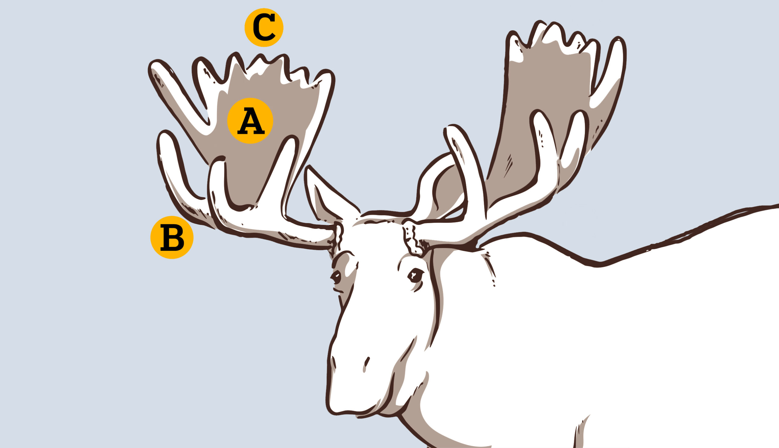 How To Hunt Everything Moose