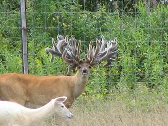 The Dangers of Deer Cloning