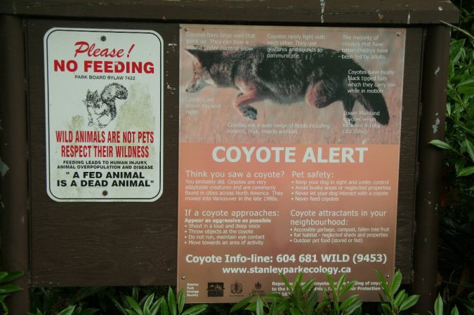 My New Year’s Resolution—Kill Coyotes