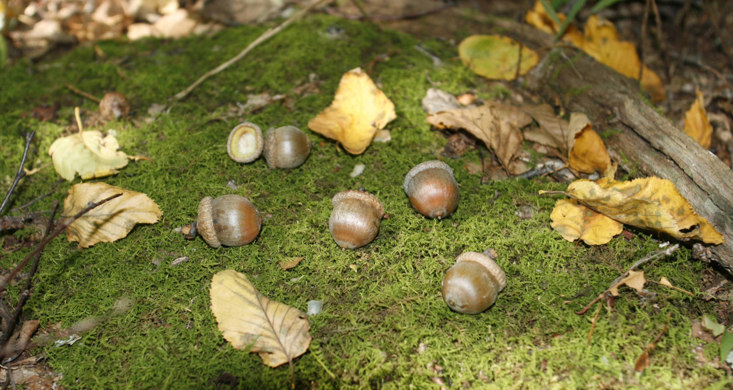 Five northern red oak acorns on a bed of moss with dried leaves.