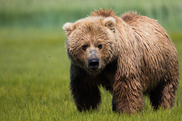 Thirteen Yards in One Second: Why You Can Never Outrun a Charging Bear