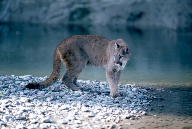 Colorado Hiker Sings Opera, Fends Off Mountain Lion Attack