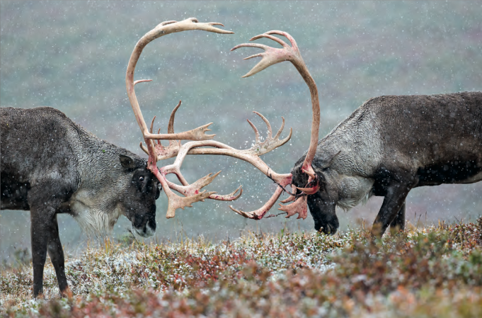 How To Hunt Everything: Caribou