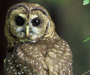 Officials Plan to Shoot Barred Owls to Protect Endangered Spotted Owls