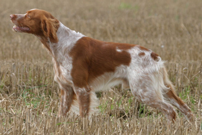 httpswww.outdoorlife.comsitesoutdoorlife.comfilesimport2014importImage2008legacyoutdoorlifedog_BRITTANY_SPANIEL_final.jpg