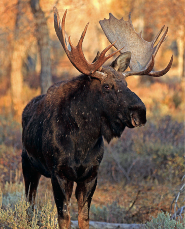 How To Hunt Everything: Moose