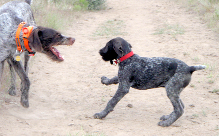 Hunting Dogs: How to Use the ‘Law of the Pack’ to Establish Order and Hierarchy with a Puppy