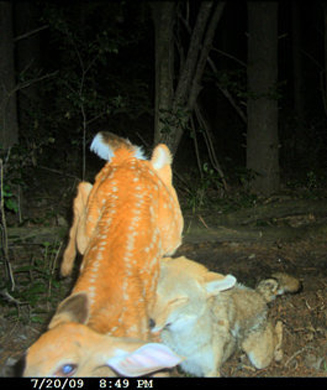 Craziest Whitetail Deer Photos