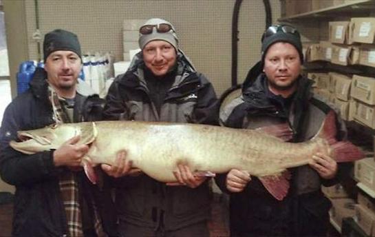 Michigan Angler Lands 58-Pound State Record Muskie