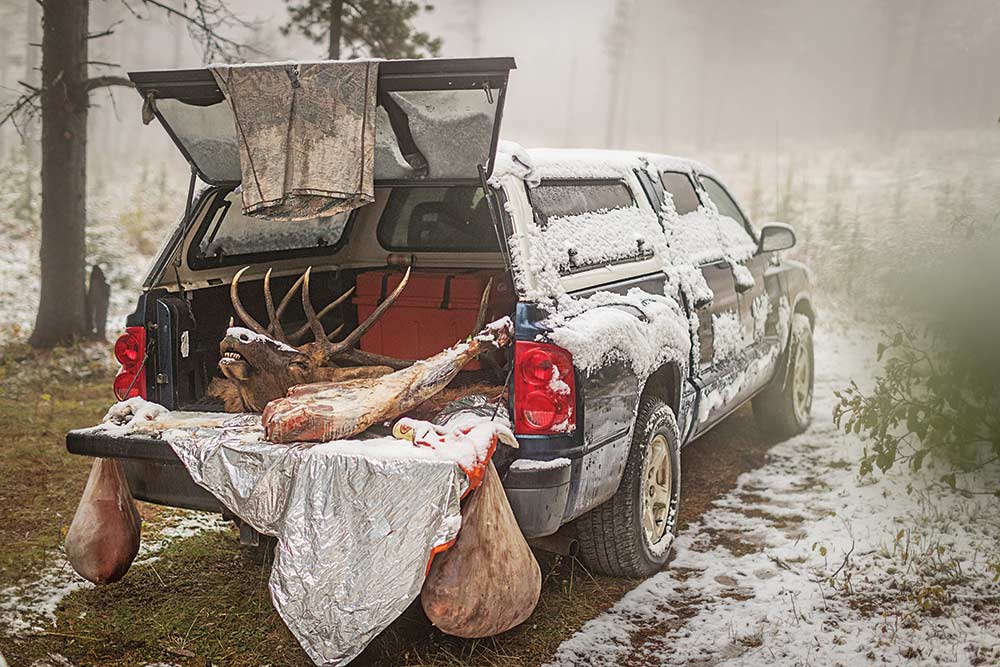 butchered elk in the back of truck