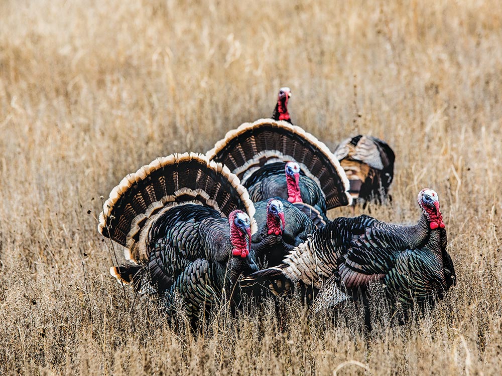 group merriam hybrid gobblers and jakes