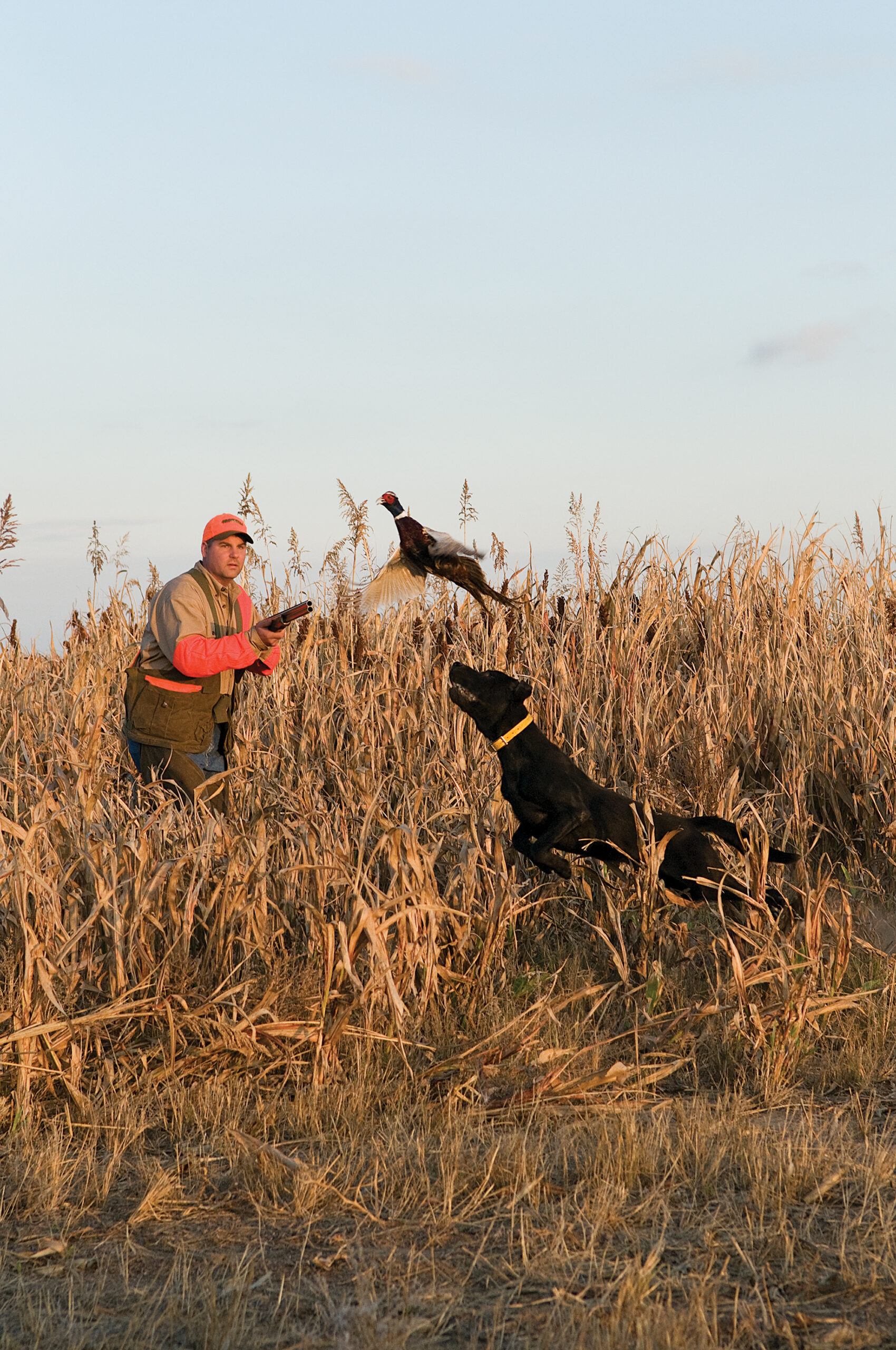 pheasant hunting tips to hit more roosters