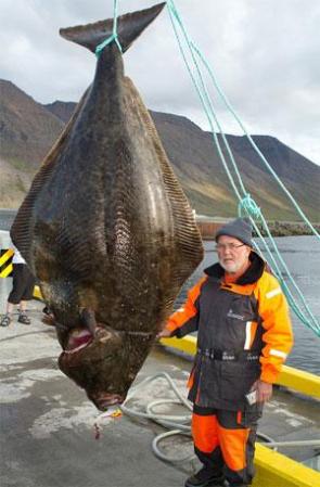 German Angler Lands 485-Pound Record Halibut