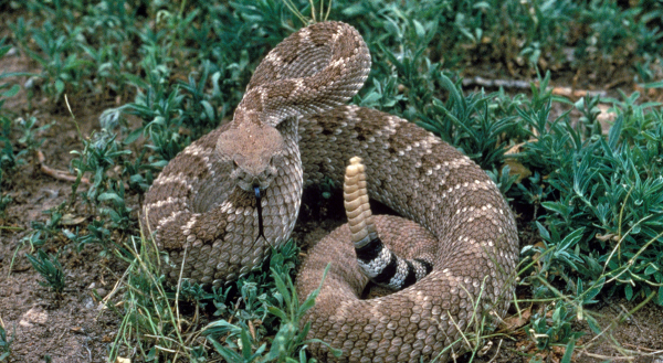 Don’t “Cut and Suck” a Snakebite—Do This Instead If You’re Bitten by a Venomous Snake
