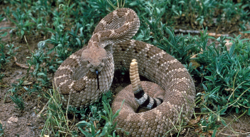 Don't "Cut and Suck" a Snakebite—Do This Instead If You're Bitten by a Venomous Snake