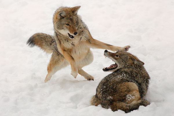 coyote fight