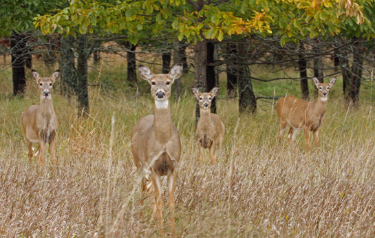 Deer Hunting: How Many Does to Shoot?