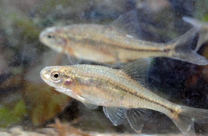Oregon Chub: First Fish Delisted from Endangered Species Act Due to Recovery