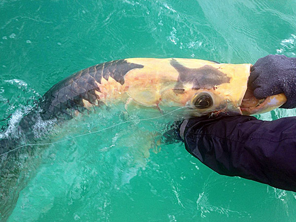 NY Angler Catches and Releases Rare Piebald Tarpon in Florida