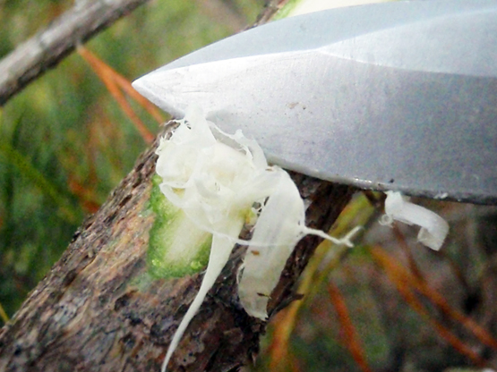 Survival Foods: Can You Really Eat Tree Bark?